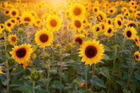 Big Sunflower