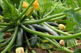 COURGETTE - BLACK BEAUTY