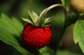 STRAWBERRY - RUGEN