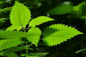 COMMON NETTLE