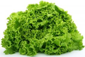 LETTUCE - BIONDA A FOGLIA RICCIA