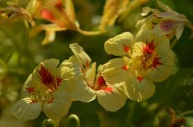 NASTURTIUM, PEACH MELBA