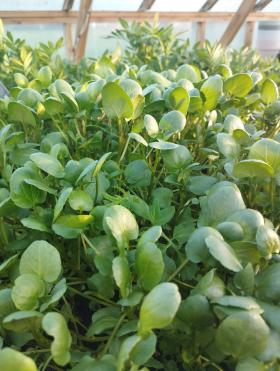 WATERCRESS