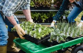 School garden seed pack