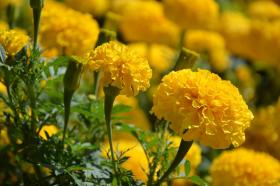 MARIGOLD, FRENCH LEMON DROP