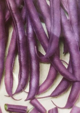 Dwarf French Bean AMETHYST