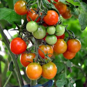 Tomato GARTENPERLE