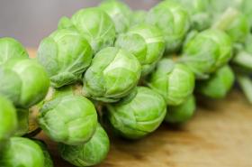 BRUSSEL SPROUTS - DOLORES F1