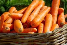 CARROT - FAVORIT