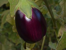 EGGPLANT - RONDE DE VALENCE