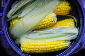 Sweetcorn SUGRANO