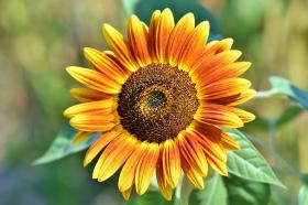 Sunflower LE TORRE