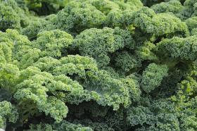 KALE- WESTLANDSE WINTER