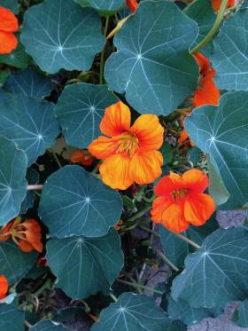 NASTURTIUM - BLUE PEPE 