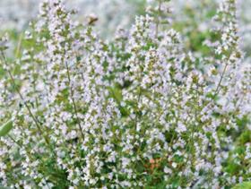 LESSER CALAMINT