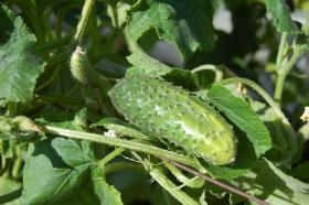  CUCUMBER PICCOLO VERDE DI PARIGI