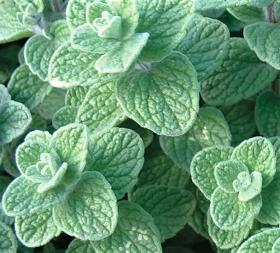 OREGANO - ZAATAR
