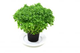 Greek Basil