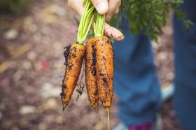 Carrot AUTUMN KING 2