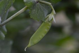 Snow pea Grijze Roodbloeiende