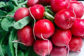 RADISH RAXE Raphanus sativus L.