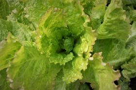 LETTUCE - REGINA DI MAGGIO