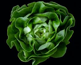 LETTUCE - MERVEILLE D'HIVER Lactuca sativa L.