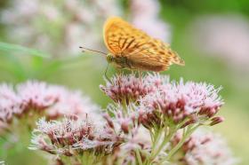 VALERIAN