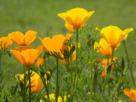 Californian Poppy