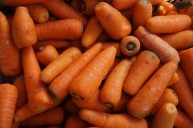 CARROT- CHANTENAY A COEUR ROUGE 2