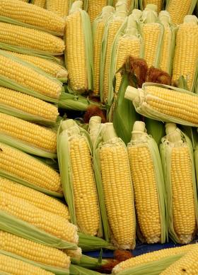 SWEET CORN- GOLDEN BANTAM