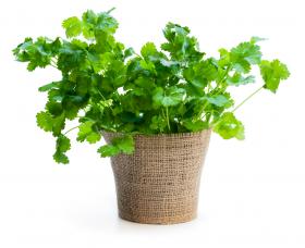 Coriander CRUISER
