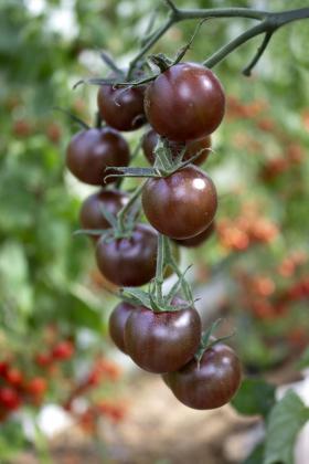 TOMATO - BLACK CHERRY