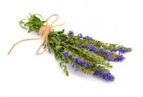 HYSSOP