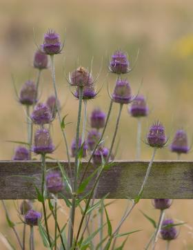 Teasel thistle