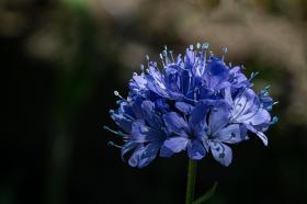 Blue-thimble-flower, Blue Gilia