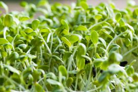 Sunflower for sprouting 20g