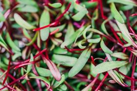 Beetroot sprouts