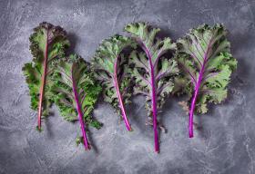 KALE- ROUGE DE RUSSIE