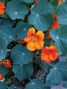 Nasturtium BLUE PEPE