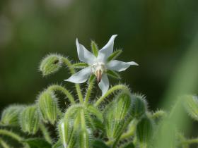 BORAGE - WHITE