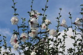 Marsh Mallow, Common marshmallow