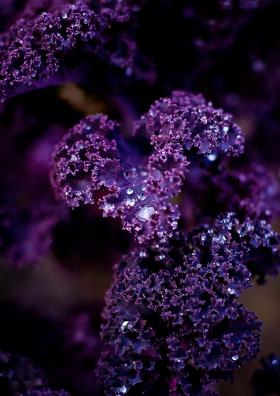  KALE / BORECOLE - SCARLET- CURLY KALE