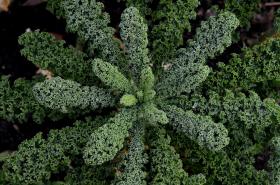KALE - BORECOLE - Nero Di Toscana / BLACK TUSCAN 