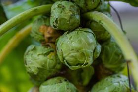 BRUSSEL SPROUTS - GRONINGER