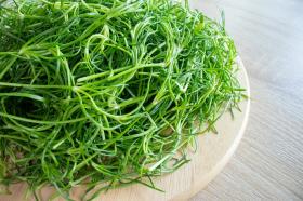 Salsola komarovii, Seaweed on land, Okahijiki
