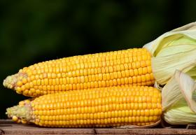 SWEET CORN- GOLDEN BANTAM