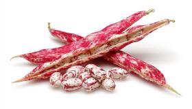 ITALIAN BORLOTTO BEAN LINGUA DI FUOCO NANO