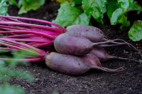Beetoot CYLINDRA