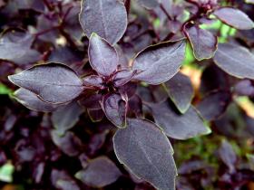 Basil RED RUBIN Wholesale Pack
